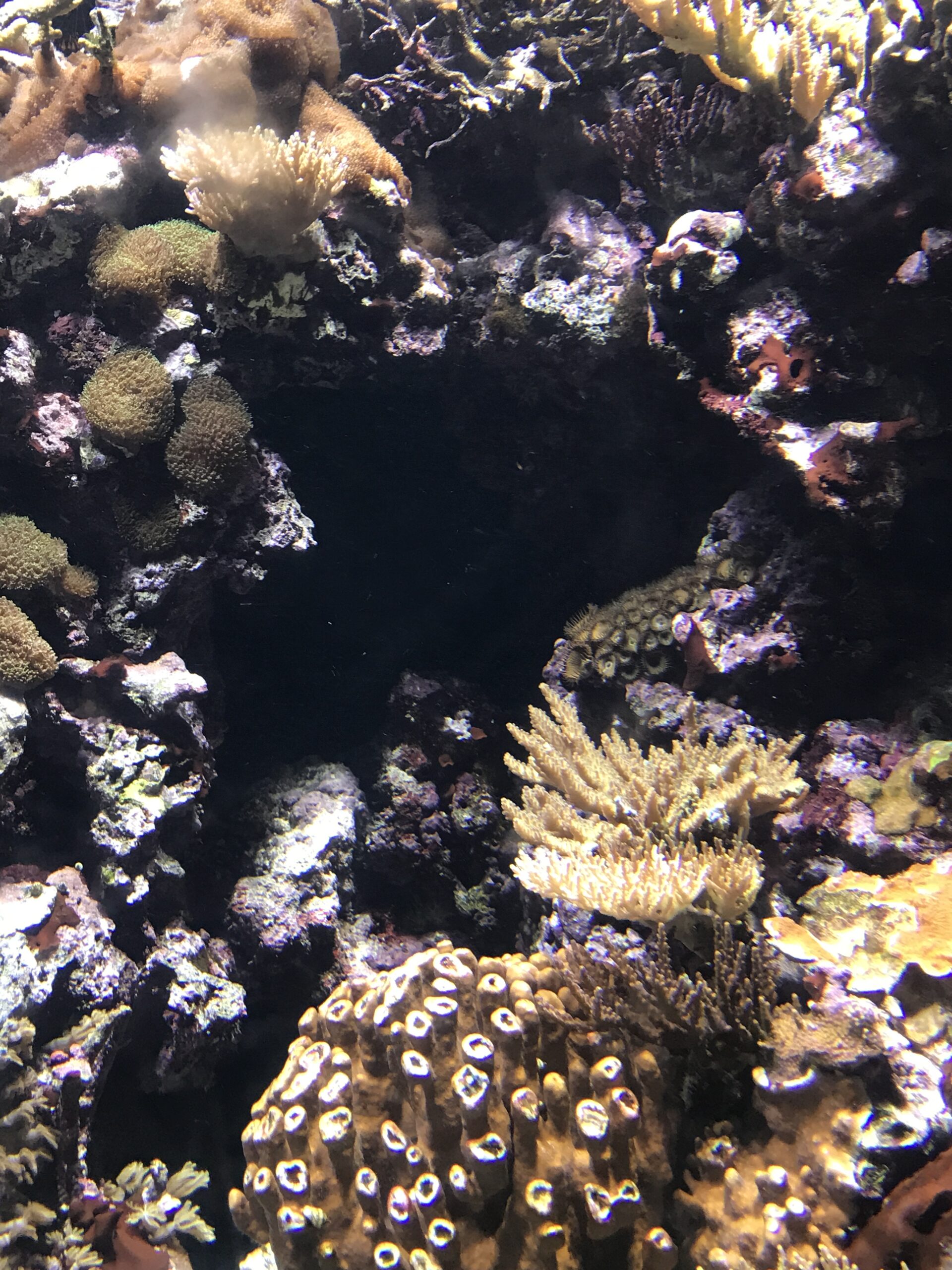 Well Well: a dark nook surrounded by rocks, coral and sea anemones