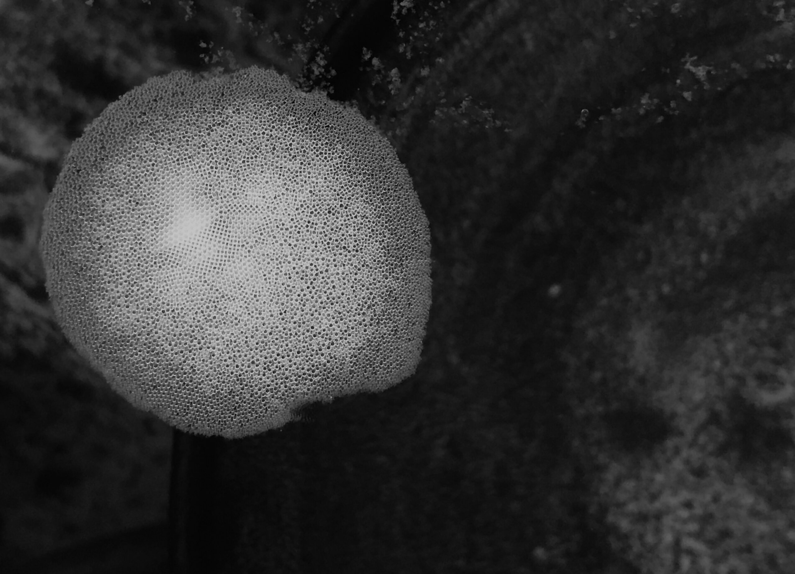The Seasons: Bubbles on water